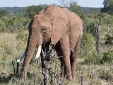 Africa 075 : Africa, Animal, Elephant, Mammal, Stanley and Livingston Private Game Reserve, Zimbabwe